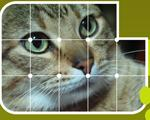 1.ª Exposição de Gatos de Arruda dos Vinhos