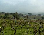 Intempérie destruiu 1000 hectares de vinha em Arruda dos Vinhos