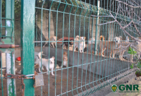 Operação da GNR de resgate animal em Arruda dos Vinhos