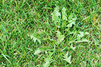 Controle de vegetação infestante