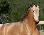 Inaugura dia 25 de Outubro a Academia de Dressage de Portugal
