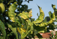 Medidas Fitossanitárias Obrigatórias em Plantas de Citrinos Infestados por psila-africana-dos-citrinos 