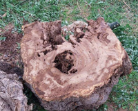 Abate e substituição de árvores em graves condições fitossanitárias 