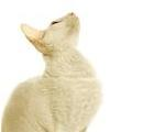 5.ª Exposição Internacional de Gatos apresenta novidades