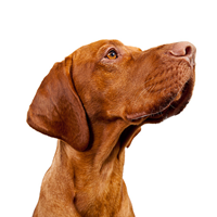 Arruda dos Vinhos recebe 1.ª exposição canina especializada de cães de caça e de raças portuguesas